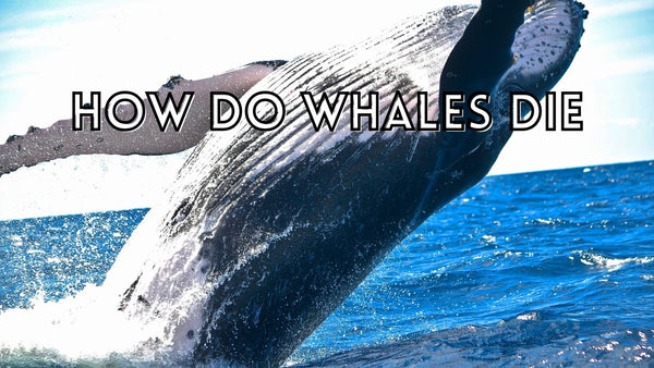 How do whales die